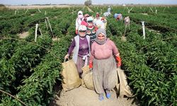 Lassa tarımda sürdürülebilirlik için Bursa’daydı