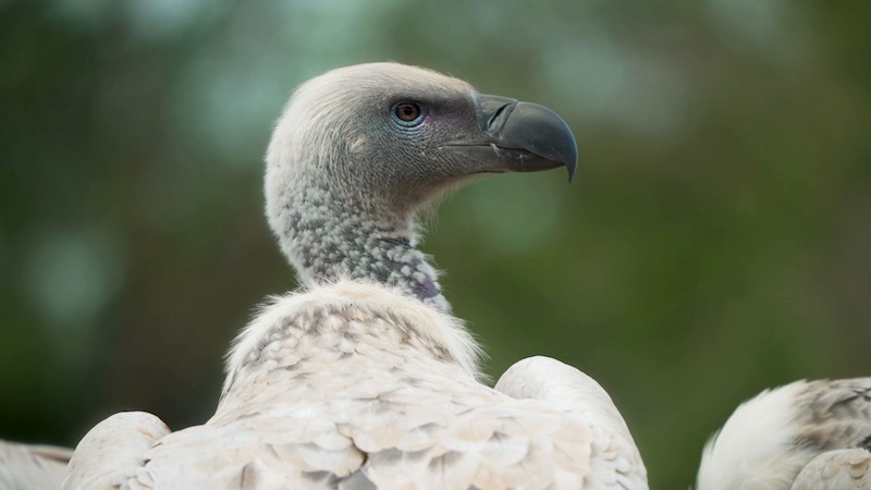 1735139508 White Backed Vulture With A New Home Photo D H L