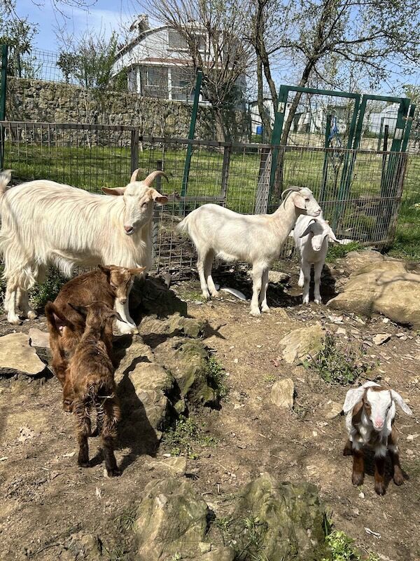 Rehabilitasyondaki Keçiler